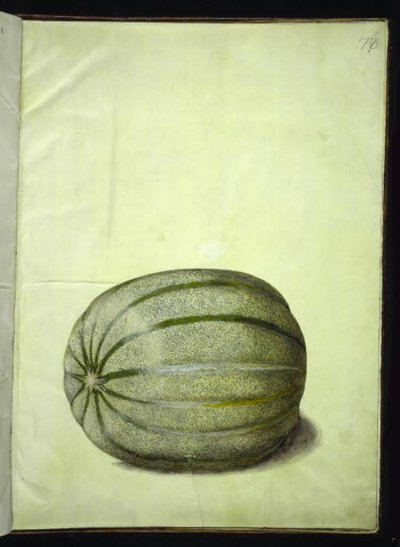 Cucumis melo (meloni) tekijältä Hans Simon Holtzbecker