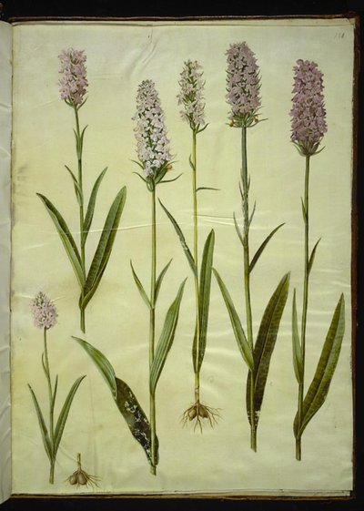 Dactylorhiza maculata (täpläkäkiyrtti) tekijältä Hans Simon Holtzbecker