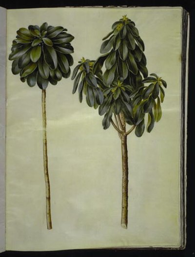 Daphne laureola (Laurel-daphne) tekijältä Hans Simon Holtzbecker
