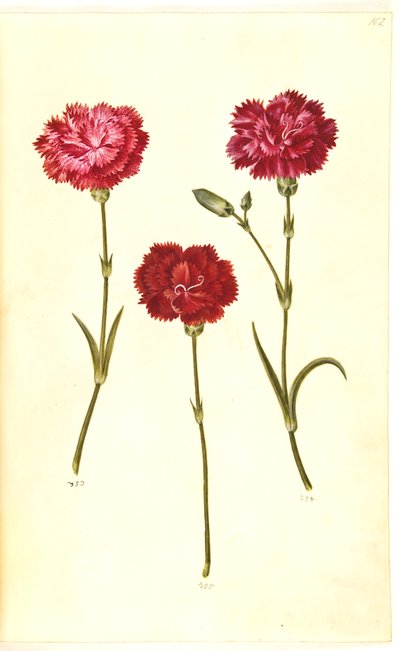 Dianthus caryophyllus (puutarhan neilikka) tekijältä Hans Simon Holtzbecker