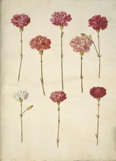Dianthus caryophyllus (puutarhan neilikka) tekijältä Hans Simon Holtzbecker