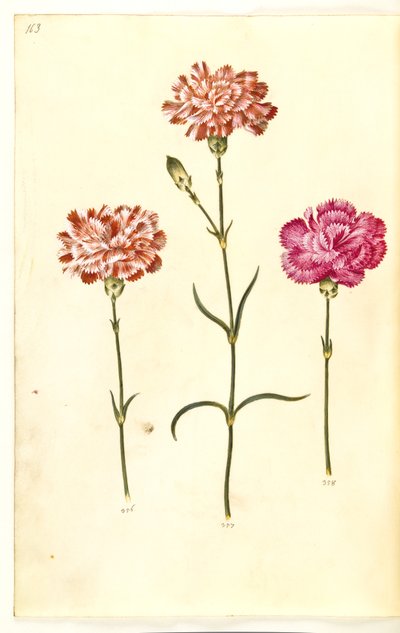 Dianthus caryophyllus (puutarhan neilikka) tekijältä Hans Simon Holtzbecker