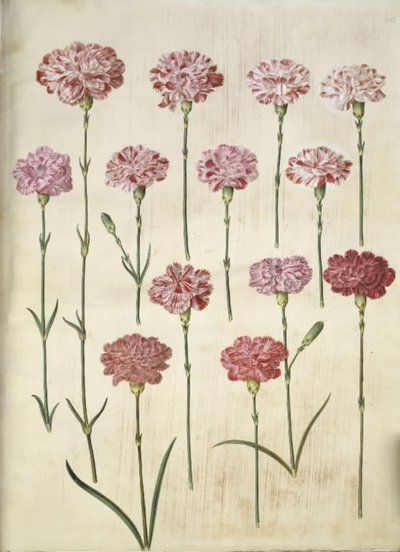 Dianthus caryophyllus (puutarhan neilikka) tekijältä Hans Simon Holtzbecker