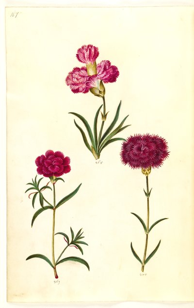 Dianthus caryophyllus (puutarhan neilikka) tekijältä Hans Simon Holtzbecker