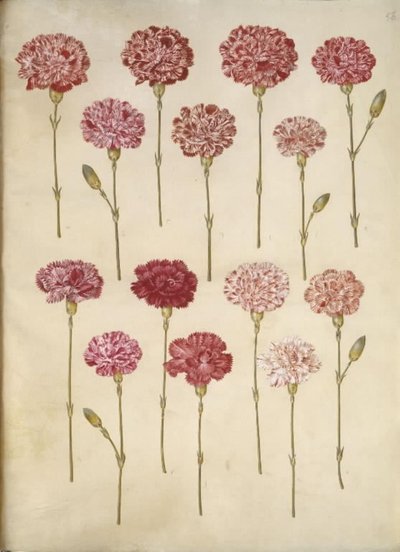 Dianthus caryophyllus (puutarhan neilikka) tekijältä Hans Simon Holtzbecker