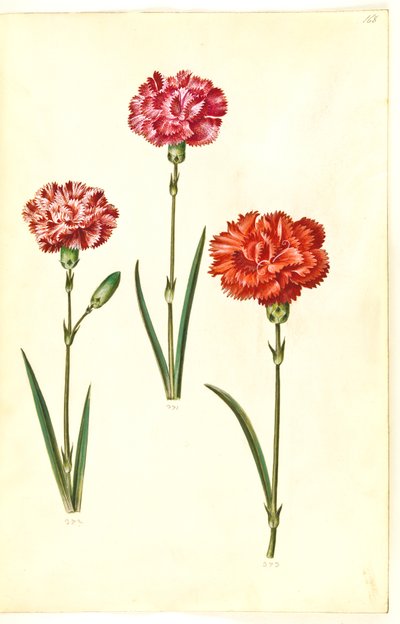 Dianthus caryophyllus (puutarhan neilikka) tekijältä Hans Simon Holtzbecker