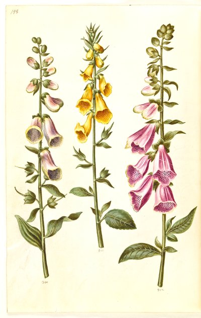 Digitalis purpurea (tavallinen digitalis); Digitalis grandiflora (isokukkainen kettukäsine) tekijältä Hans Simon Holtzbecker
