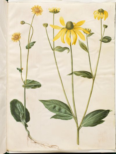 Doronicum pardalianches (hjertebladet gemserod); Rudbeckia laciniata (flipet solhat) tekijältä Hans Simon Holtzbecker