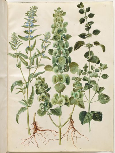 Dracocephalum moldavica (Moldavian lohikäärmeen pää); Moluccella spinosa (tornisuppilo kuppi); Melissa officinalis (sitruunamelissa) tekijältä Hans Simon Holtzbecker