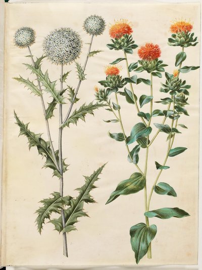 Echinops sphaerocephalus (almindelig tidselkugle); Saflorin värjäys (gul saflortidsel) tekijältä Hans Simon Holtzbecker