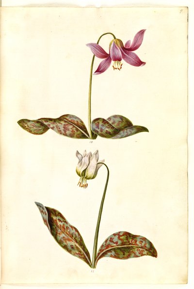 Erythronium dens-canis (aito koiran hammas) tekijältä Hans Simon Holtzbecker