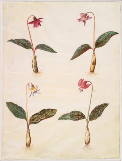 Erythronium dens-canis (aito koiran hammas) tekijältä Hans Simon Holtzbecker