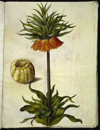 Fritillaria imperialis (kruunukeisari) tekijältä Hans Simon Holtzbecker