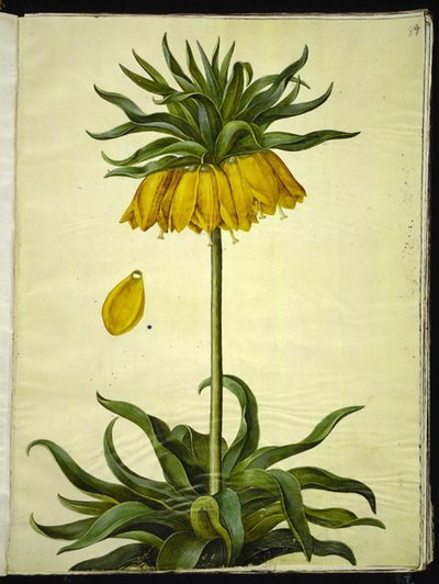 Fritillaria imperialis (kruunukeisari) tekijältä Hans Simon Holtzbecker