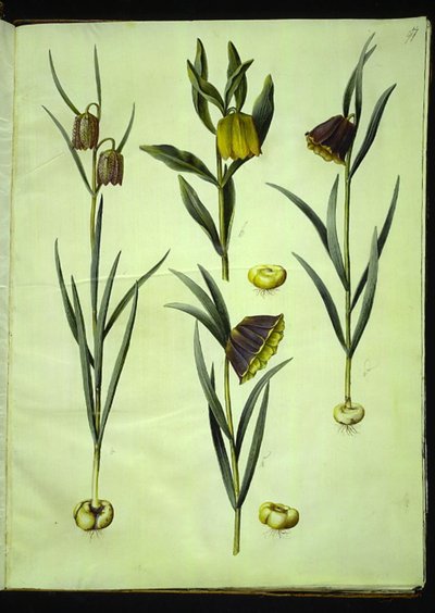 Fritillaria meleagris (tavallinen kyykäärme); Fritillaria aurea tai Fritillaria tubiformis & moggridgei (vibe munat); Fritillaria montana tekijältä Hans Simon Holtzbecker