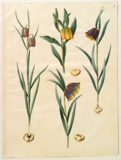 Fritillaria meleagris; Fritullaria lutea eller Fritullaria latifolia var lutea; Fritillaria pyrenaica. tekijältä Hans Simon Holtzbecker
