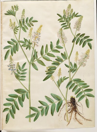 Galega officinalis (lääkäripalkko) tekijältä Hans Simon Holtzbecker