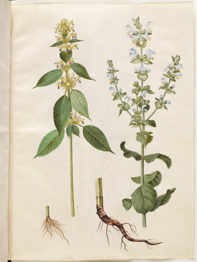 Galeopsis speciosa (hampputorakka); Salvia sclarea (kirjava salvia) tekijältä Hans Simon Holtzbecker