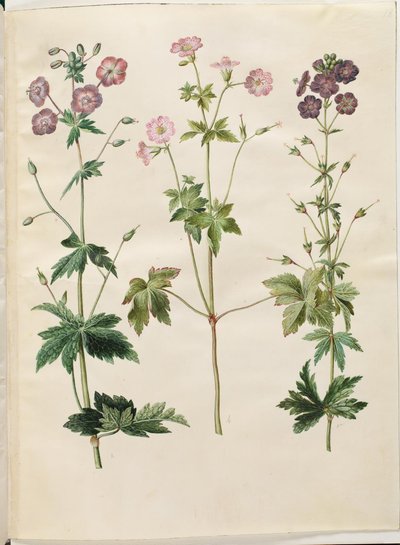 Geranium phaeum (aaltokruunu haikaran nokka); Geranium versicolor (verkko haikaran nokka) tekijältä Hans Simon Holtzbecker