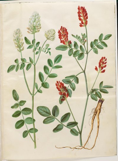 Hedysarum coronarium (trèvol de gall vermell) finlandès tekijältä Hans Simon Holtzbecker