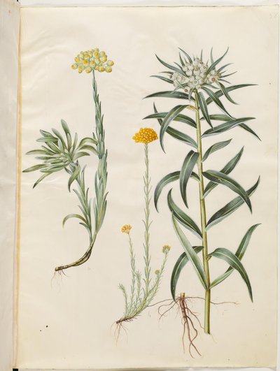 Helichrysum orientale (ikuinen pensas); Helichrysum Stoechas (haiseva ikuinen kukka); Anaphalis margaritacea (yleinen helmikori) tekijältä Hans Simon Holtzbecker