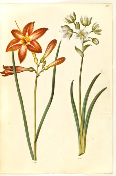 Hemerocallis fulva (brun daglije); Ornithogalum arabicum (mælkestjerne) tekijältä Hans Simon Holtzbecker