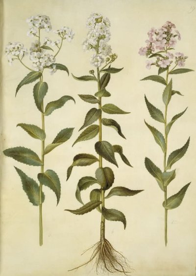 Hesperis matronalis (yleinen iltatähti) tekijältä Hans Simon Holtzbecker