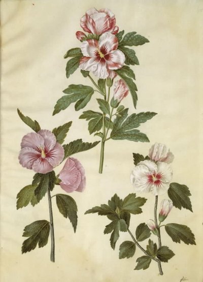 Hibiscus syriacus (Syyrian ruusu) tekijältä Hans Simon Holtzbecker