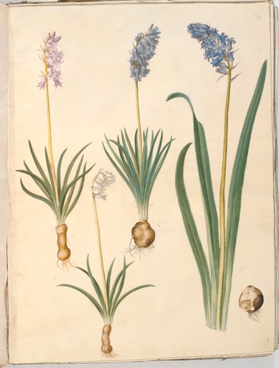 Hyacinthoides non-scripta (tavallinen kellokukka); Hyacinthoides hispanica (espanjalainen kellokukka) tekijältä Hans Simon Holtzbecker