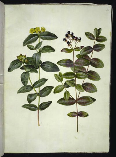 Hypericum androsaemum (marjamäkikuisma) tekijältä Hans Simon Holtzbecker