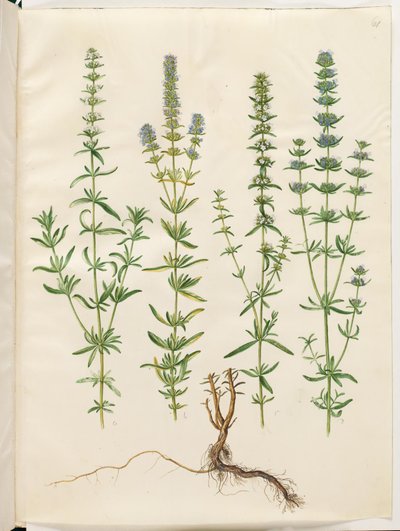 Hyssopus officinalis (aito iisoppi) tekijältä Hans Simon Holtzbecker