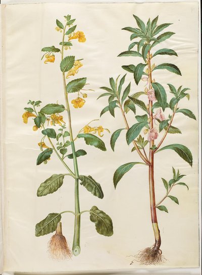 Impatiens noli-tangere (kevätbalsami); Impatiens balsamina (have-balsam) tekijältä Hans Simon Holtzbecker