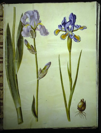 Iris ×germanica (have-iris); Sateenkaari (spansk iris) tekijältä Hans Simon Holtzbecker