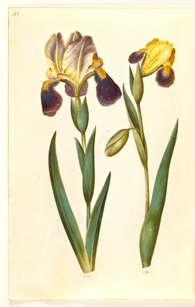 Iris ×germanica tai Iris ×sambucina (puutarhaiiris tai hyllyiiris); Iris variegata (kirjava iiris) tekijältä Hans Simon Holtzbecker