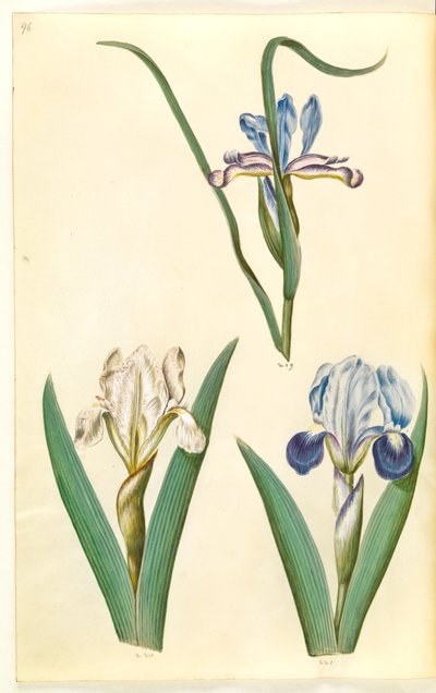 Iris graminea (ruoholehtinen iiris); Iris lutescens tai Iris pumila (?) (kääpiöiiris tai matala iiris) tekijältä Hans Simon Holtzbecker