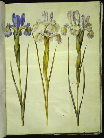 Iris latifolia (englanniksi iris) tekijältä Hans Simon Holtzbecker