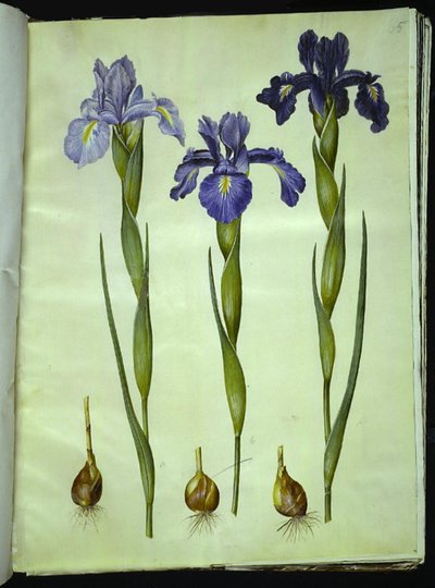Iris latifolia (englanniksi iris) tekijältä Hans Simon Holtzbecker