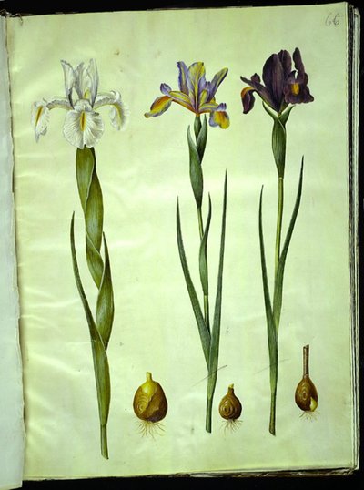 Iris latifolia (englanniksi iris); Iris xiphium (espanjalainen iiris) tekijältä Hans Simon Holtzbecker