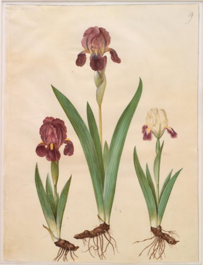 Iris × lurida (iiris-hybridi) tekijältä Hans Simon Holtzbecker