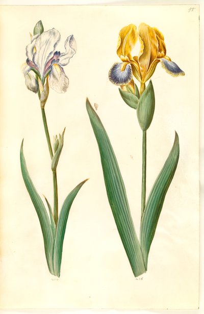 Vaalea iiris (bleg iris); kirjava iiris (broget iris) tekijältä Hans Simon Holtzbecker