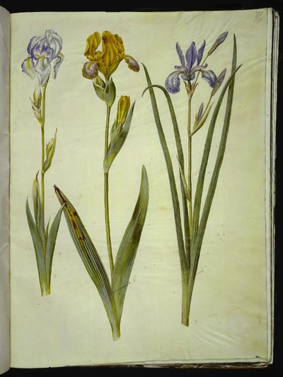 Vaalea iiris (bleg iris); kirjava iiris (broget iris); Siperian iiris tekijältä Hans Simon Holtzbecker