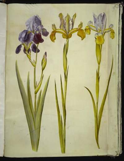 Iris × sambucina (hyllyiiris); Iris latifolia (englanniksi iris) tekijältä Hans Simon Holtzbecker