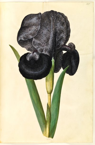 Iris susiana (sureva iiris) tekijältä Hans Simon Holtzbecker
