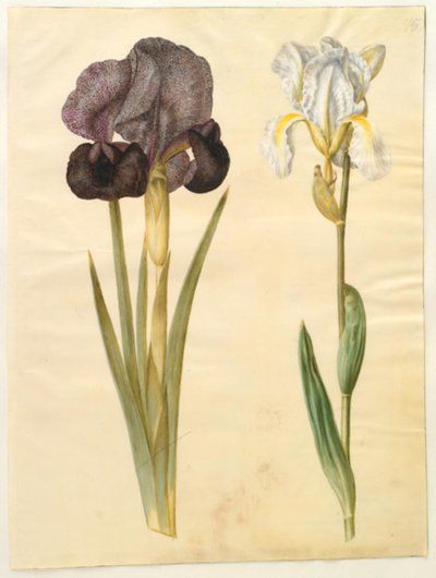 Iris susiana (sureva iiris); Iris ×florentina (violetti juuri) tekijältä Hans Simon Holtzbecker