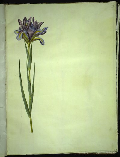 Iris xiphium (espanjalainen iiris) tekijältä Hans Simon Holtzbecker