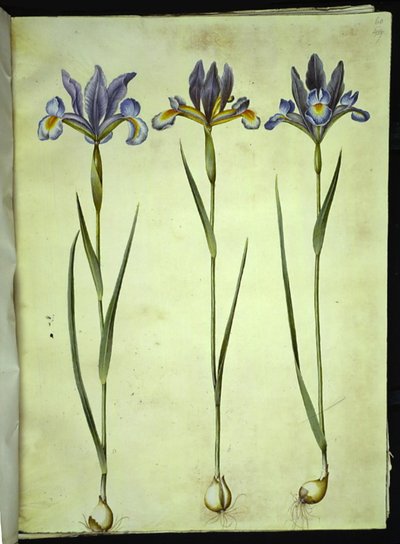 Iris xiphium (espanjalainen iiris) tekijältä Hans Simon Holtzbecker