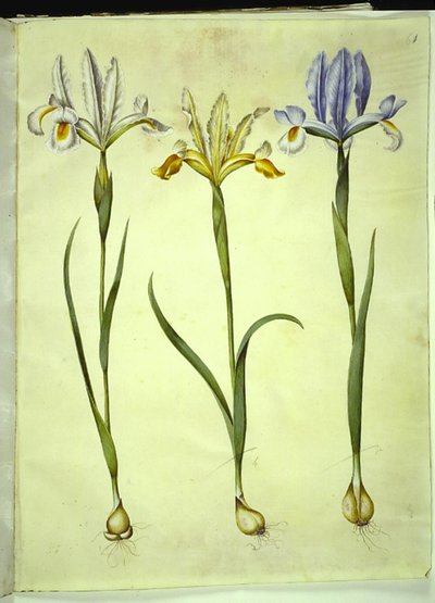 Iris xiphium (espanjalainen iris) tai Iris latifolia (englanniksi iris); Iris xiphium (espanjalainen iiris) tekijältä Hans Simon Holtzbecker