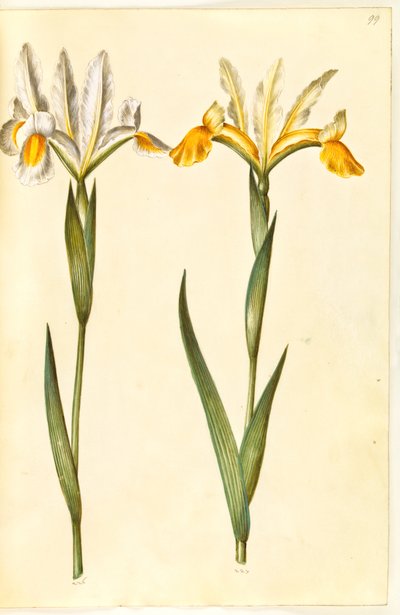 Iris xiphium, mahdollisesti Iris latifolia (?) (espanjalainen iiris tai englantilainen iiris) tekijältä Hans Simon Holtzbecker