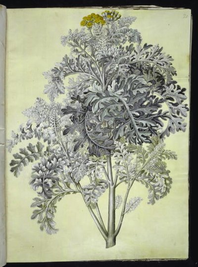 Jacobaea maritima (gråblad) tekijältä Hans Simon Holtzbecker