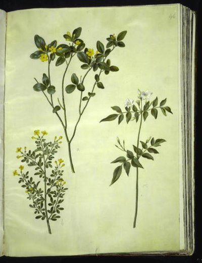 Jasminum odoratissimus (stue-jasmin); Jasmiinipensas (busk-jasmin); Jasminum grandiflorum (duft-jasmin) tekijältä Hans Simon Holtzbecker